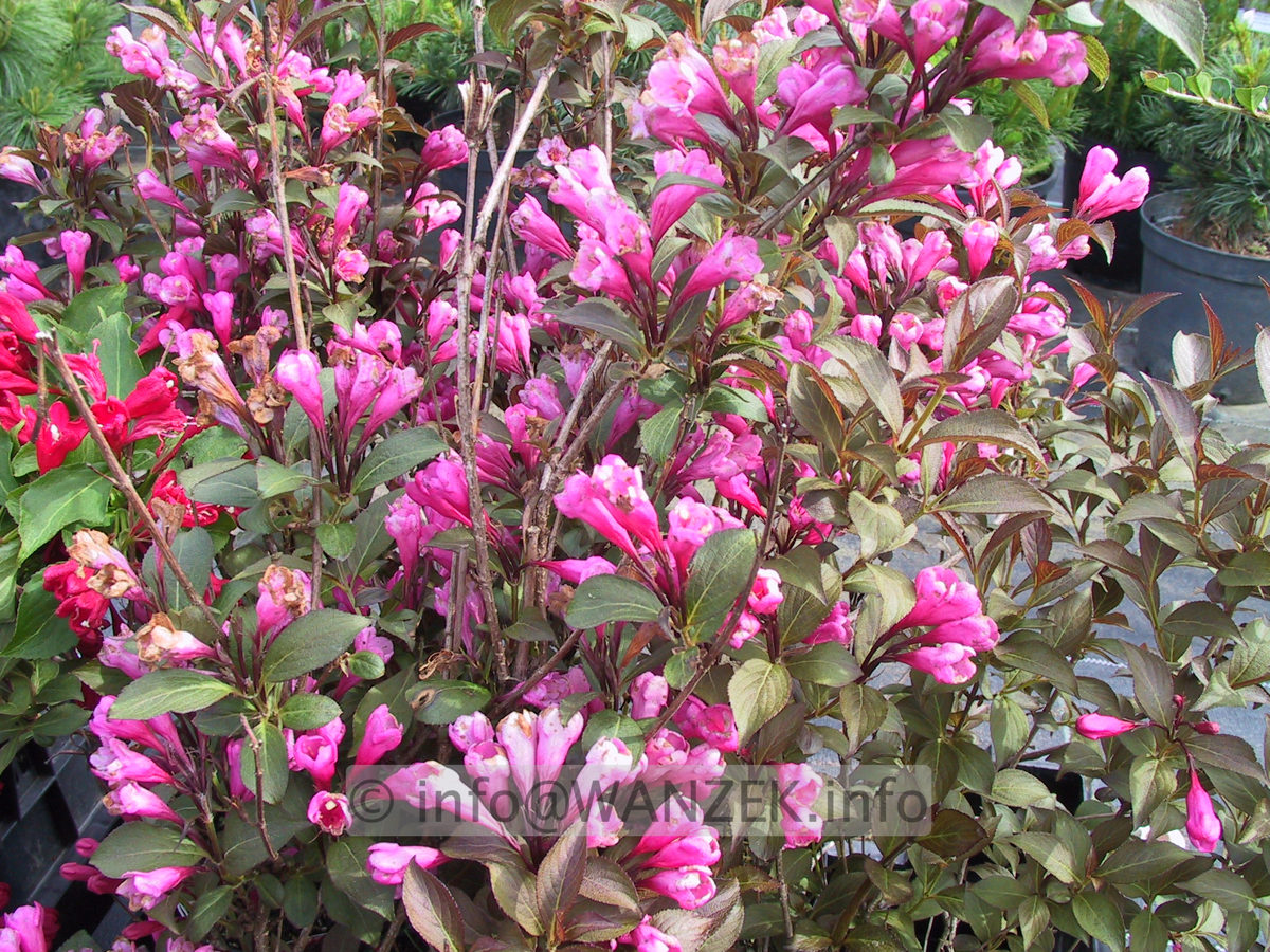 Weigela florida Victoria 03.JPG